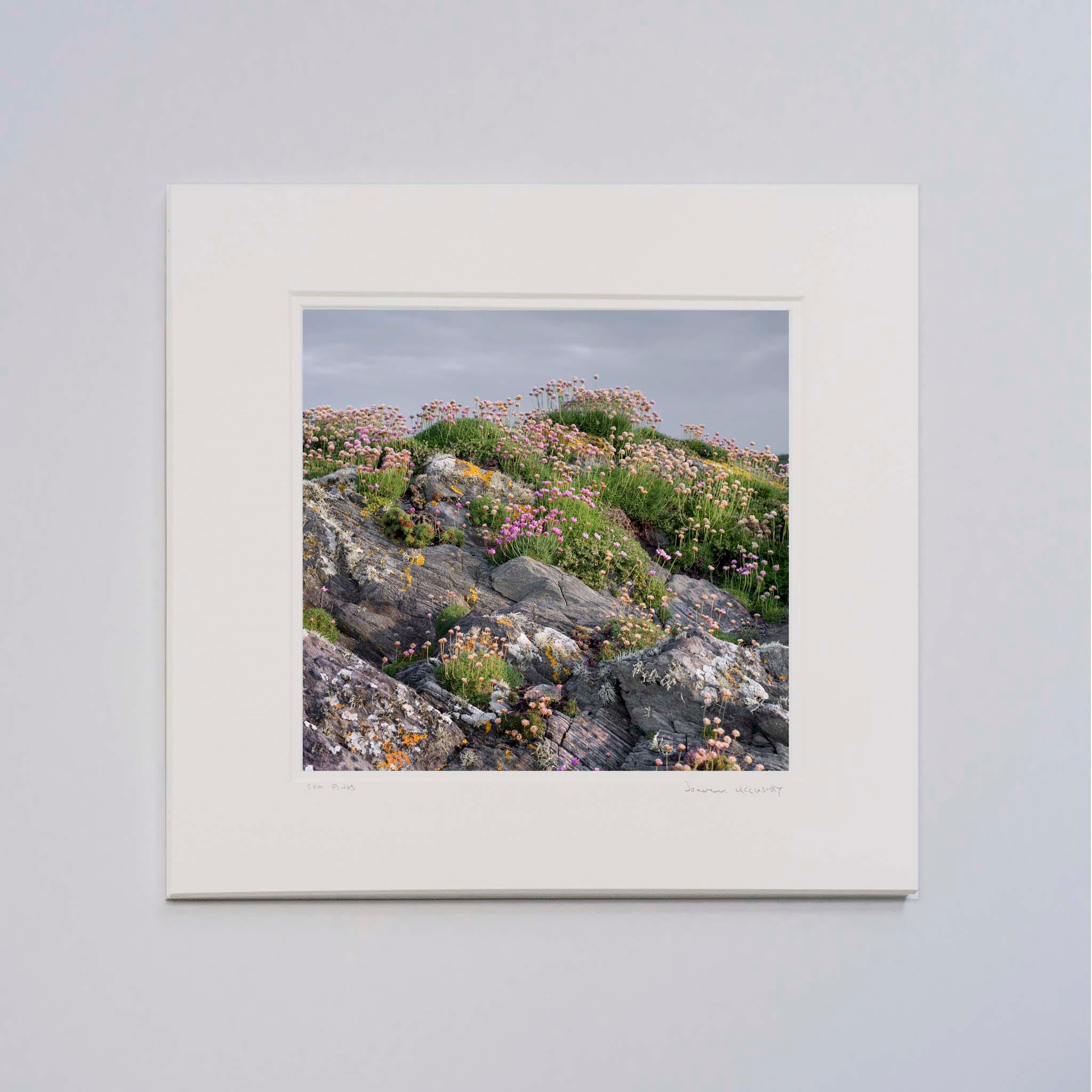 Sea Pinks