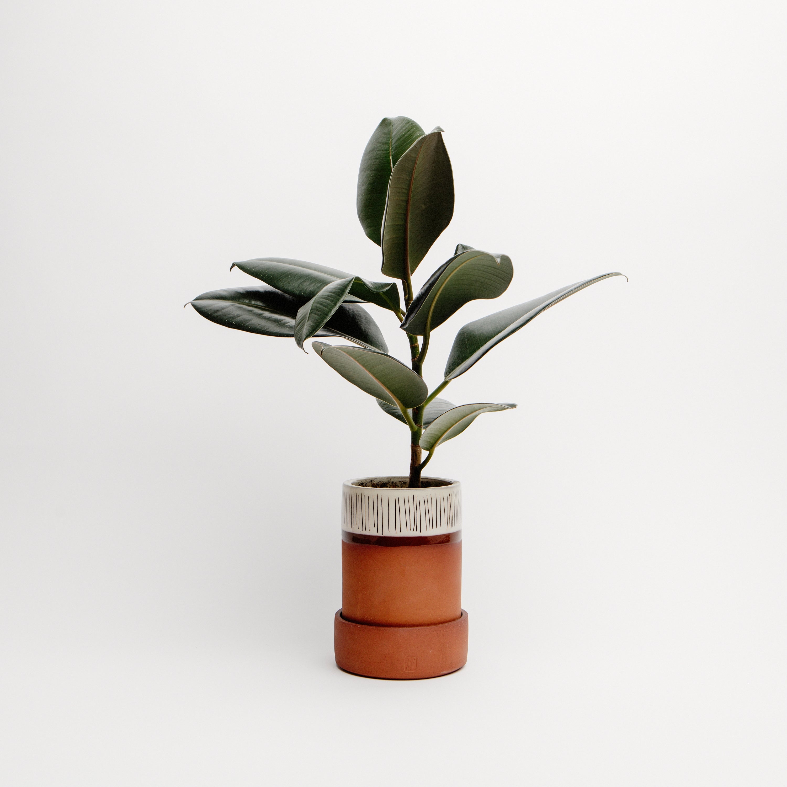 Tall Plant Pot