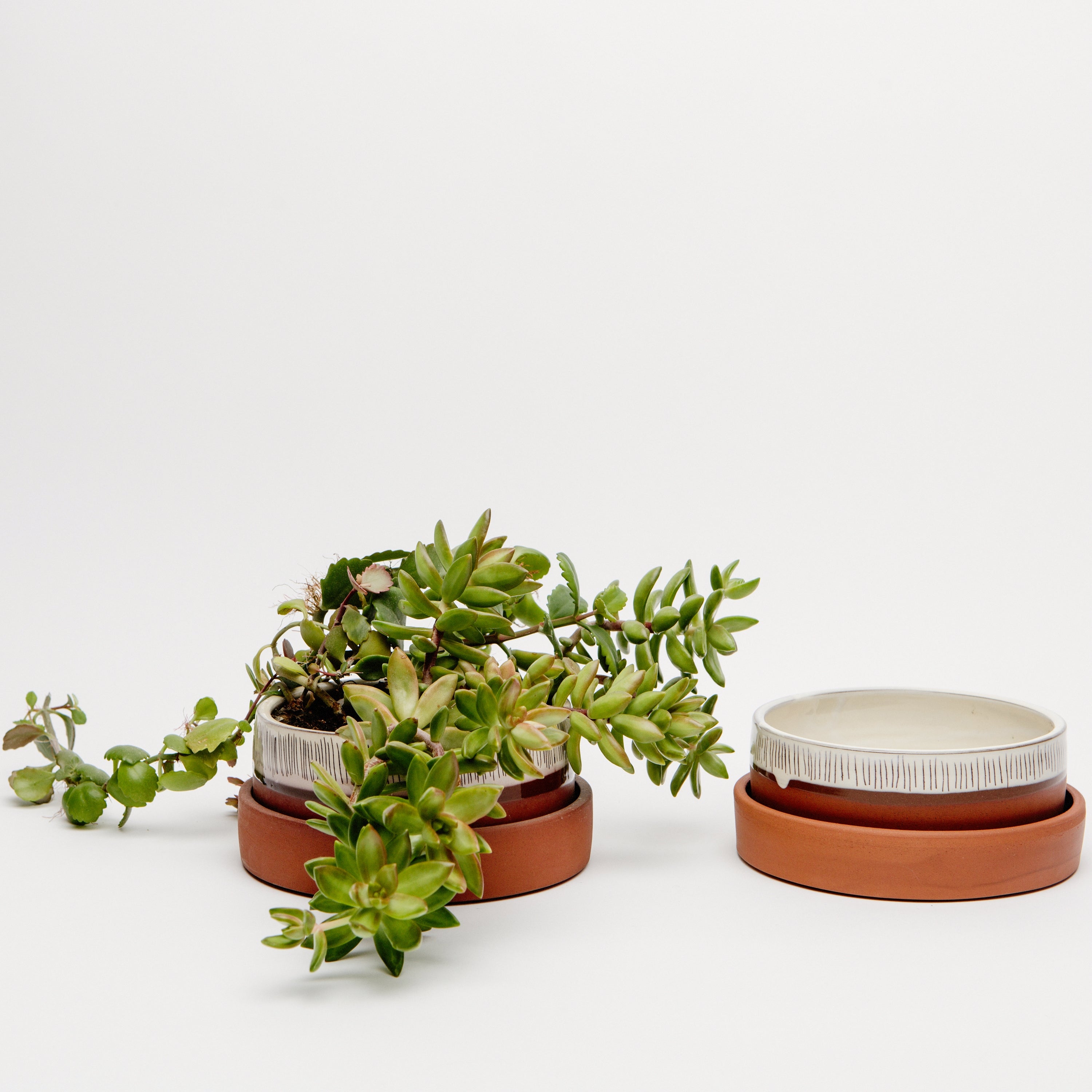 Short Plant Pot