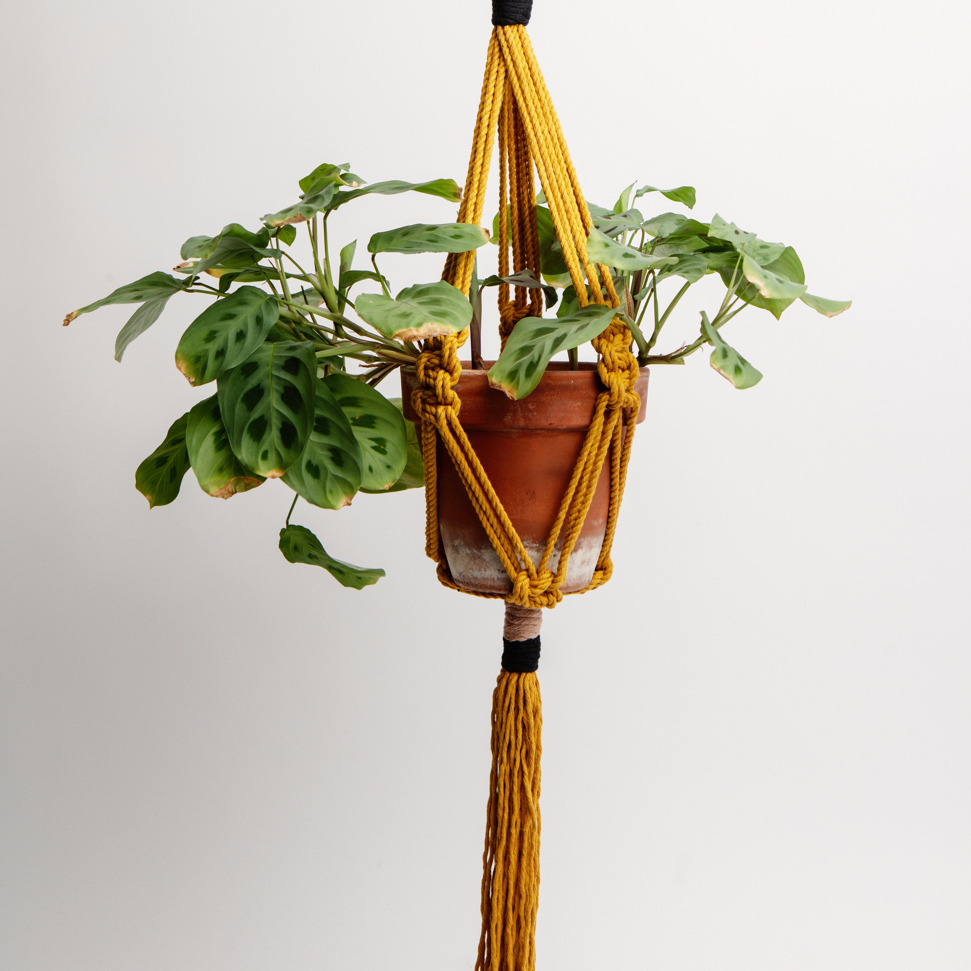 Macrame Colour Block Plant Holder