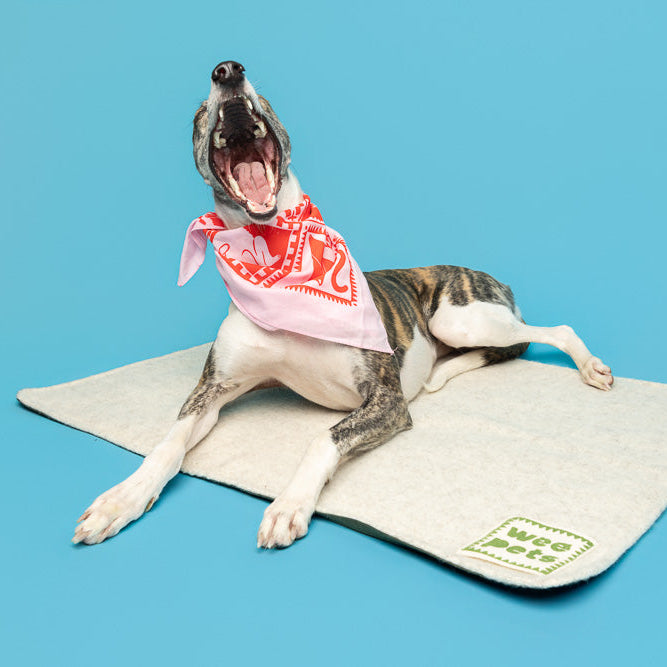 Pet Blanket