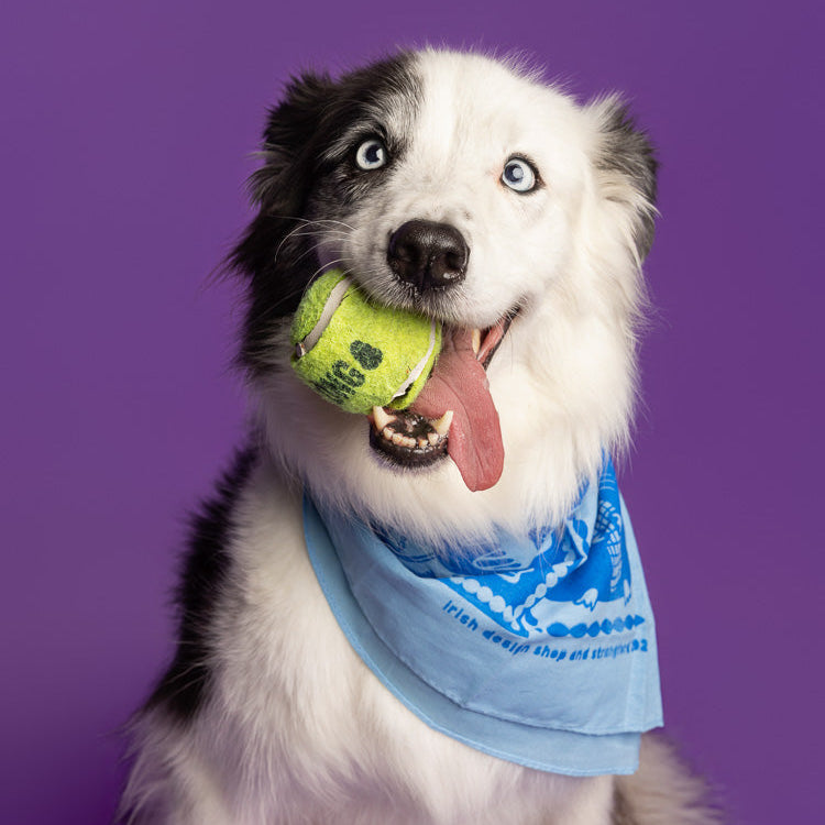 Pet Bandana