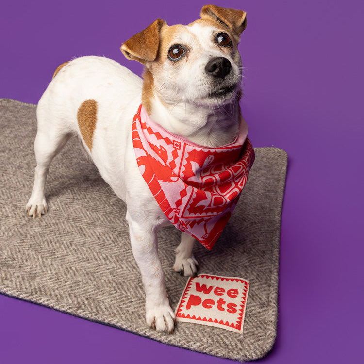 Pet Blanket