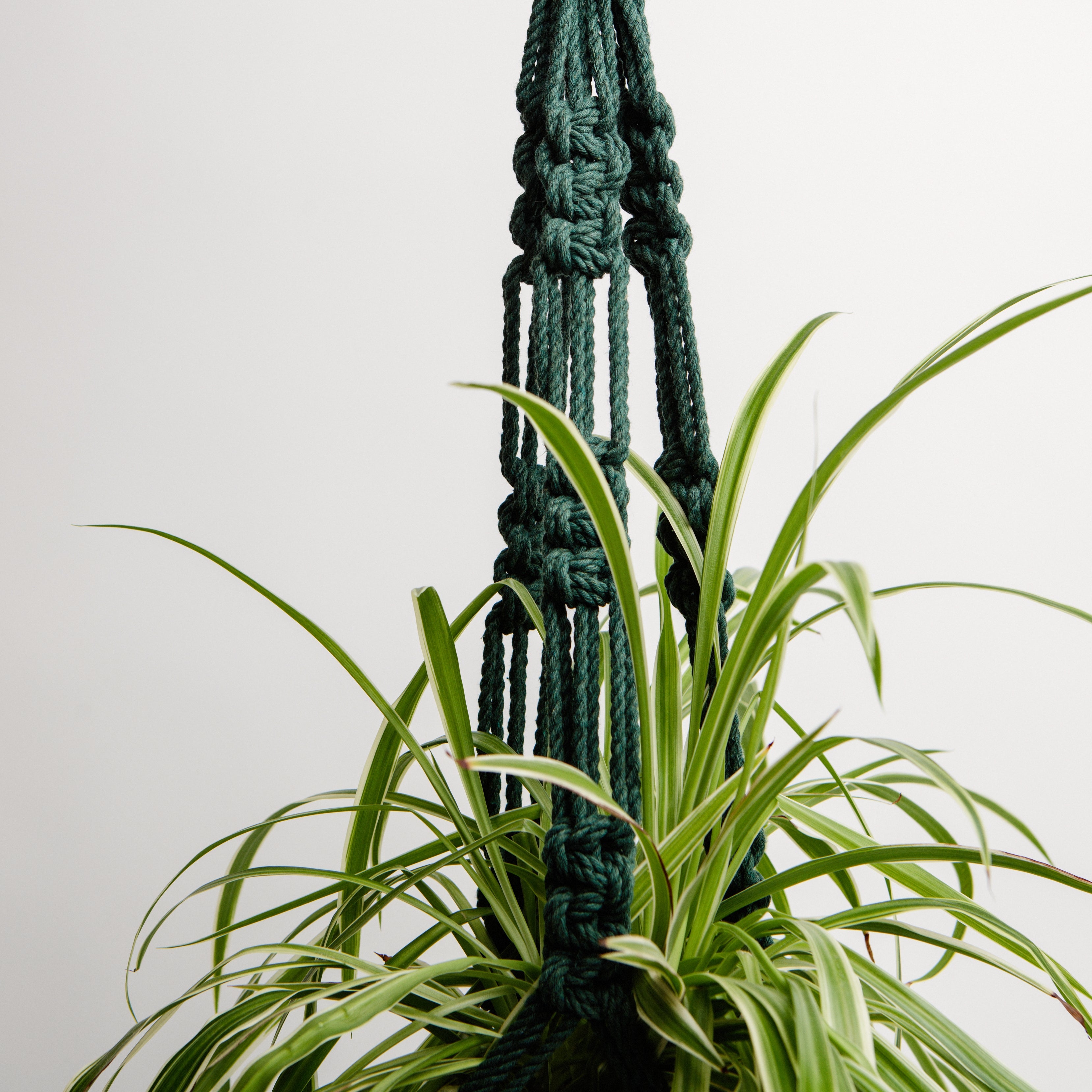 Macrame Classic Cotton Plant Holder